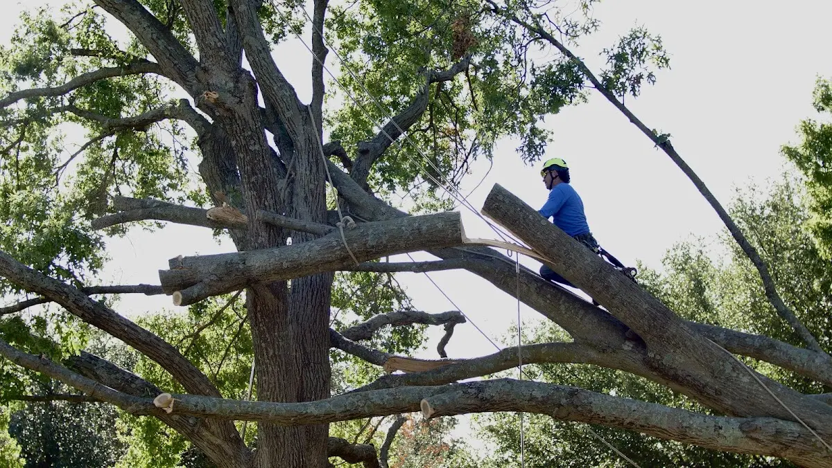 Professional Hazardous Tree Removal performed by certified arborists in Tranquillity