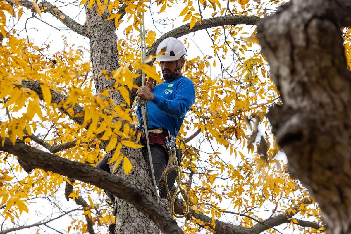 Skilled Tree Trimming crew working in Tranquillity